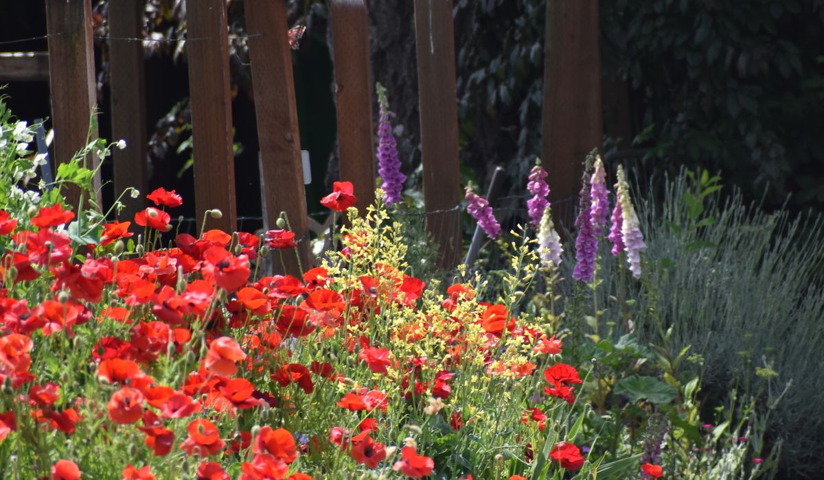 Attracting bees to a suburban garden border