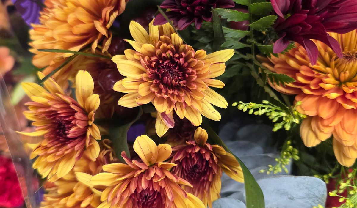 Choosing pots for drought-tolerant patio plants