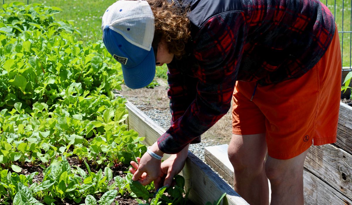 Crop rotation for a compact allotment plot