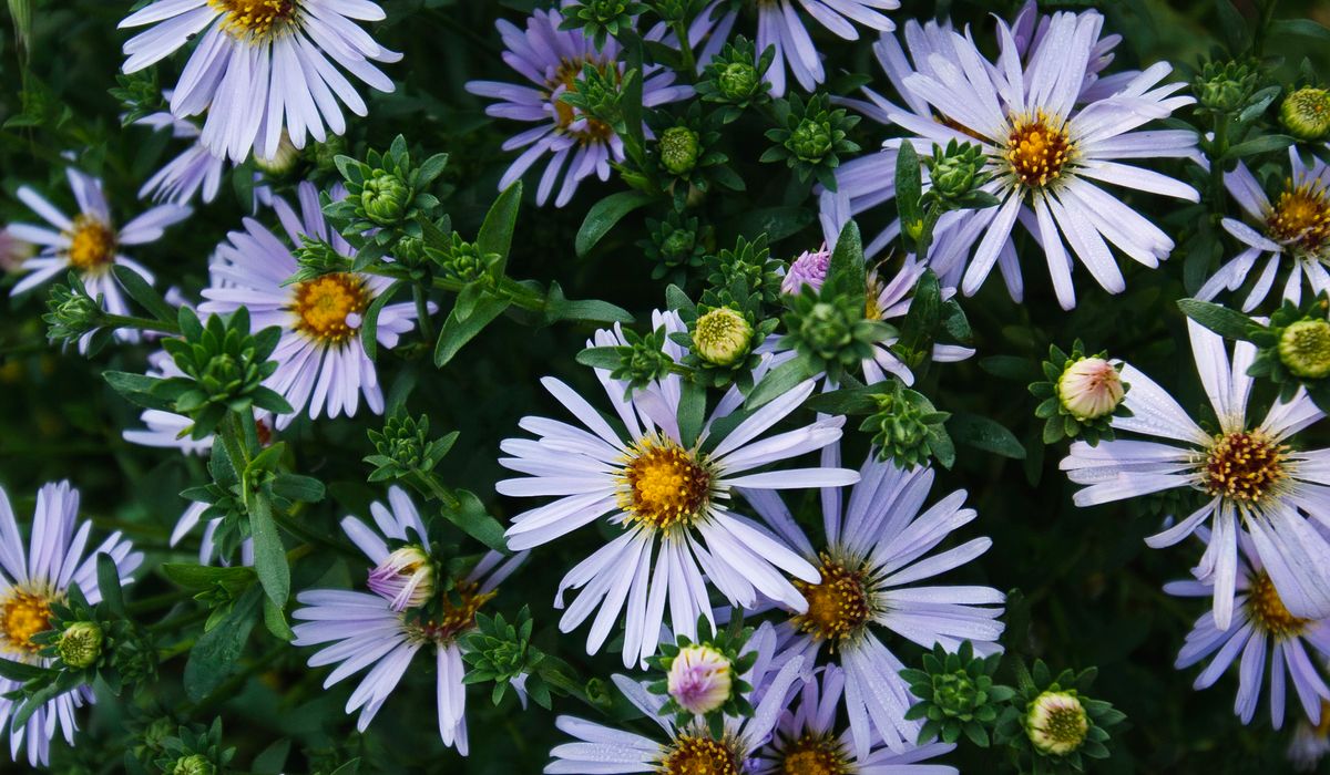 Growing hardy annuals from seed in modules