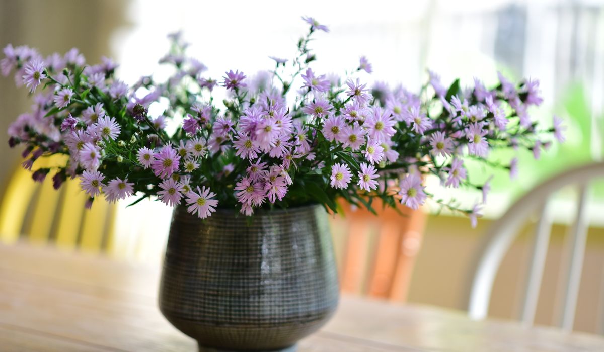 Jobs to do in the garden this month