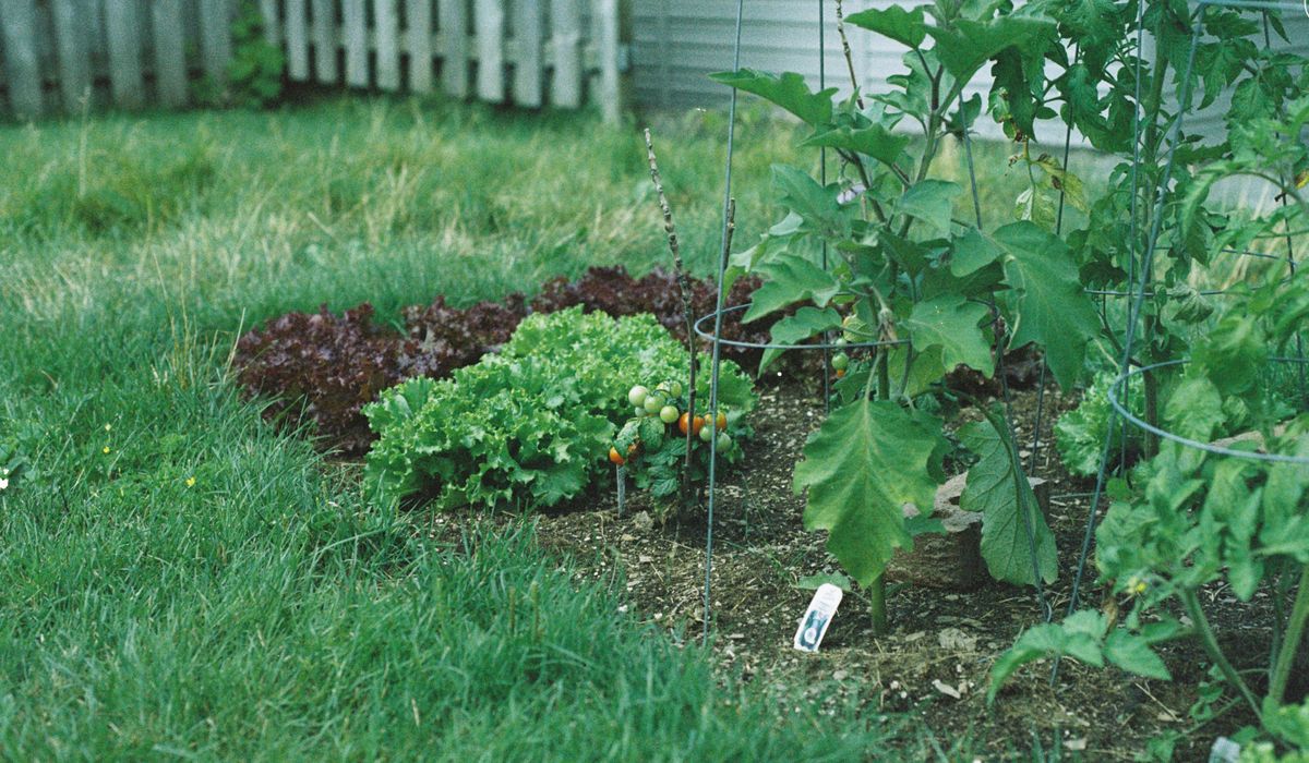 Winter protection for tender patio plants